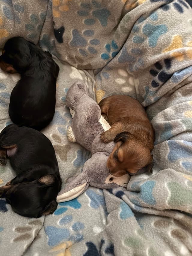 Dachshund Puppies media 4