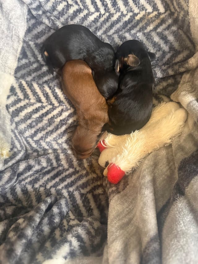 Dachshund Puppies media 2