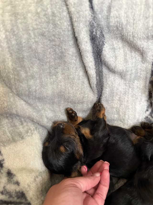 Dachshund Puppies media 5