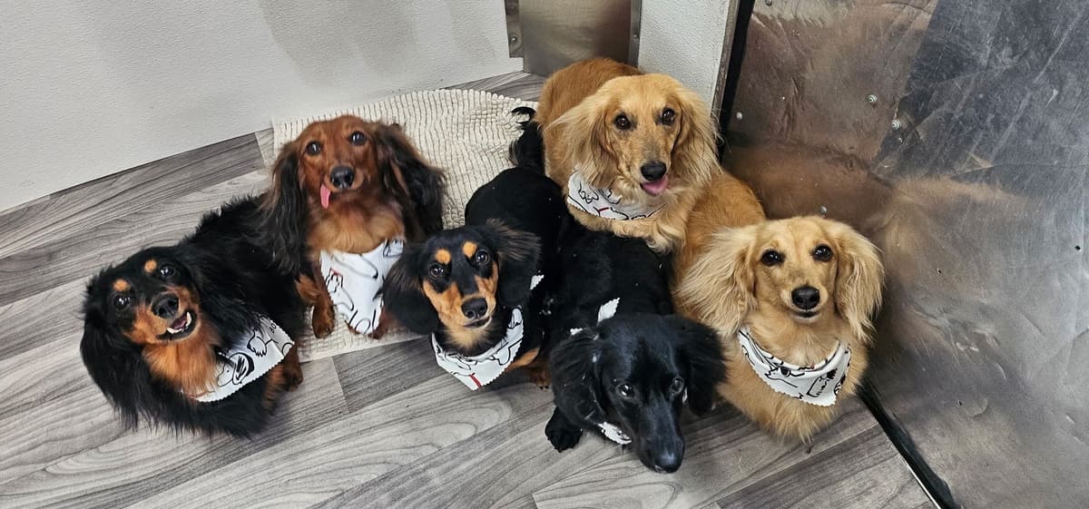Dachshund Puppies breeder image 1