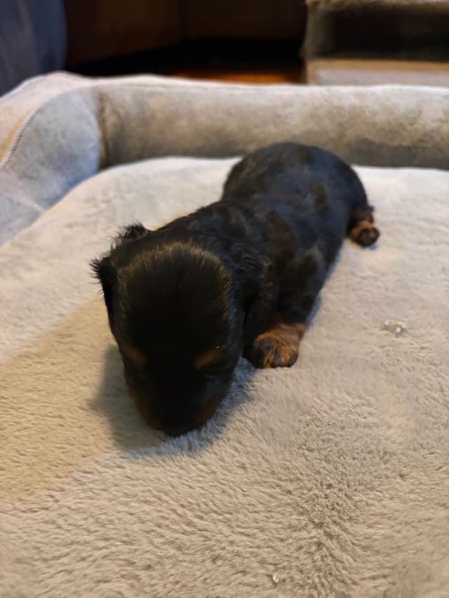 Dachshund Puppies media 6