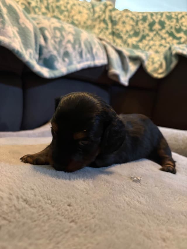 Dachshund Puppies media 7