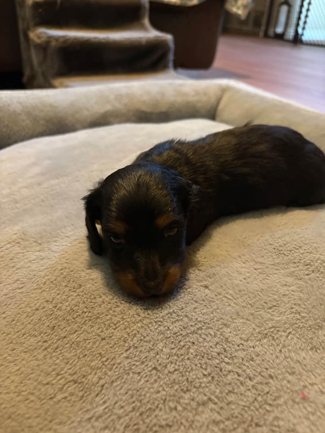 Dachshund Puppies media 8