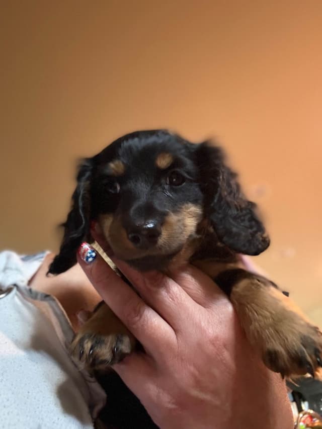 Dachshund Puppies media 9
