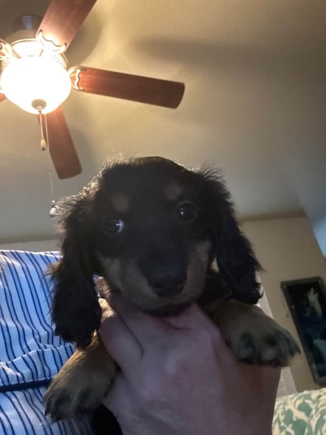 Dachshund Puppies media 10