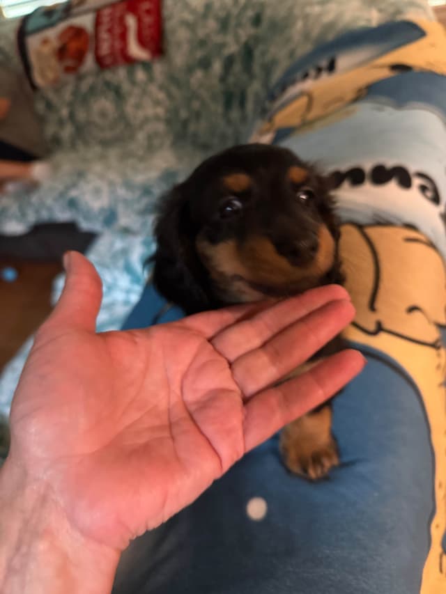 Dachshund Puppies media 13
