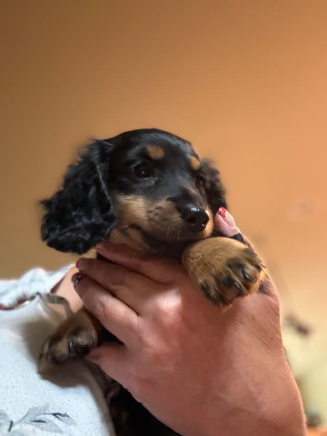 Dachshund Puppies media 11