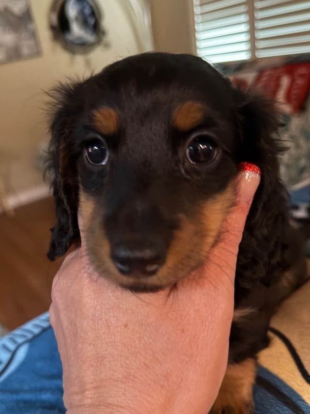 Dachshund Puppies media 12