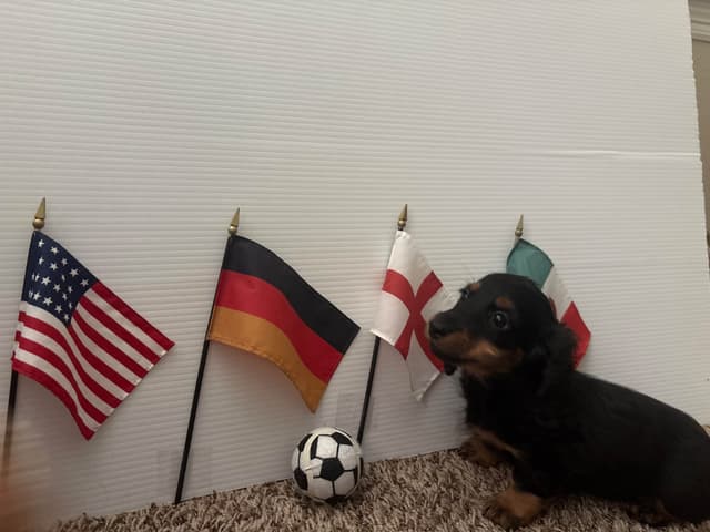 Dachshund Puppies media 15