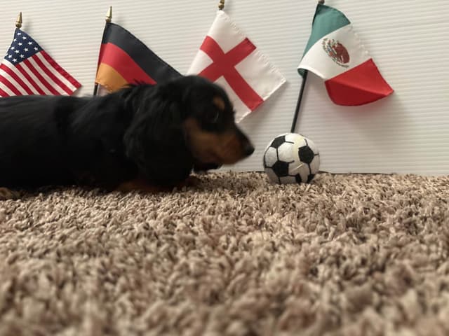 Dachshund Puppies media 14