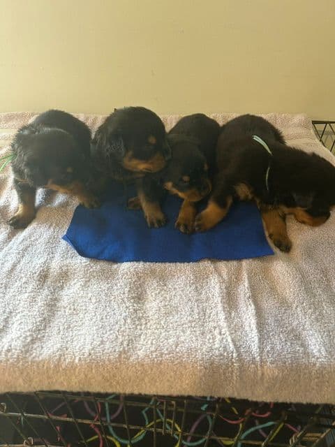 $1000 Rottweiler Puppies (2 Males/2 Females) media 3