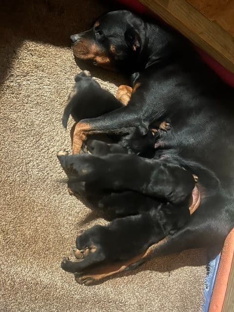 $1000 Rottweiler Puppies (2 Males/2 Females) media 2