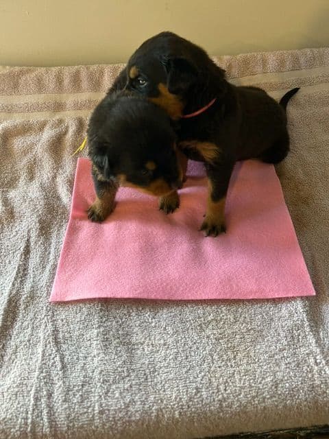 $1000 Rottweiler Puppies (2 Males/2 Females) media 4