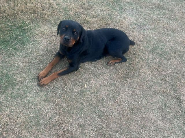 $1000 Rottweiler Puppies (2 Males/2 Females) media 5