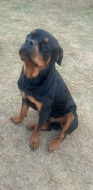 $1000 Rottweiler Puppies (2 Males/2 Females) media 6