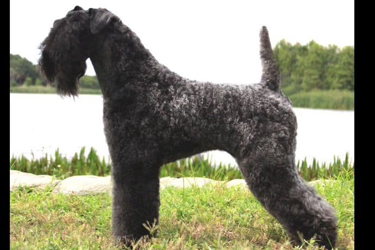 Kerry Blue Terrier Puppies breeder image 1