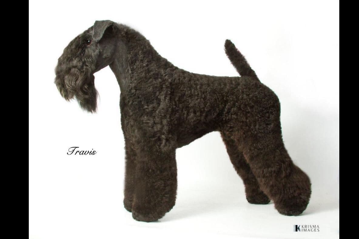 Kerry Blue Terrier Puppies breeder image 10
