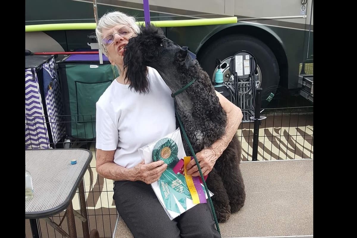 Kerry Blue Terrier Puppies breeder image 9