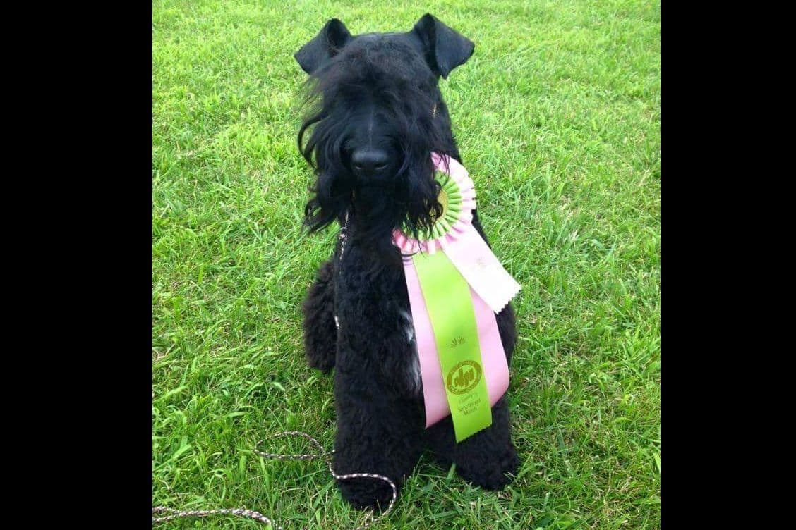 Kerry Blue Terrier Puppies breeder image 8