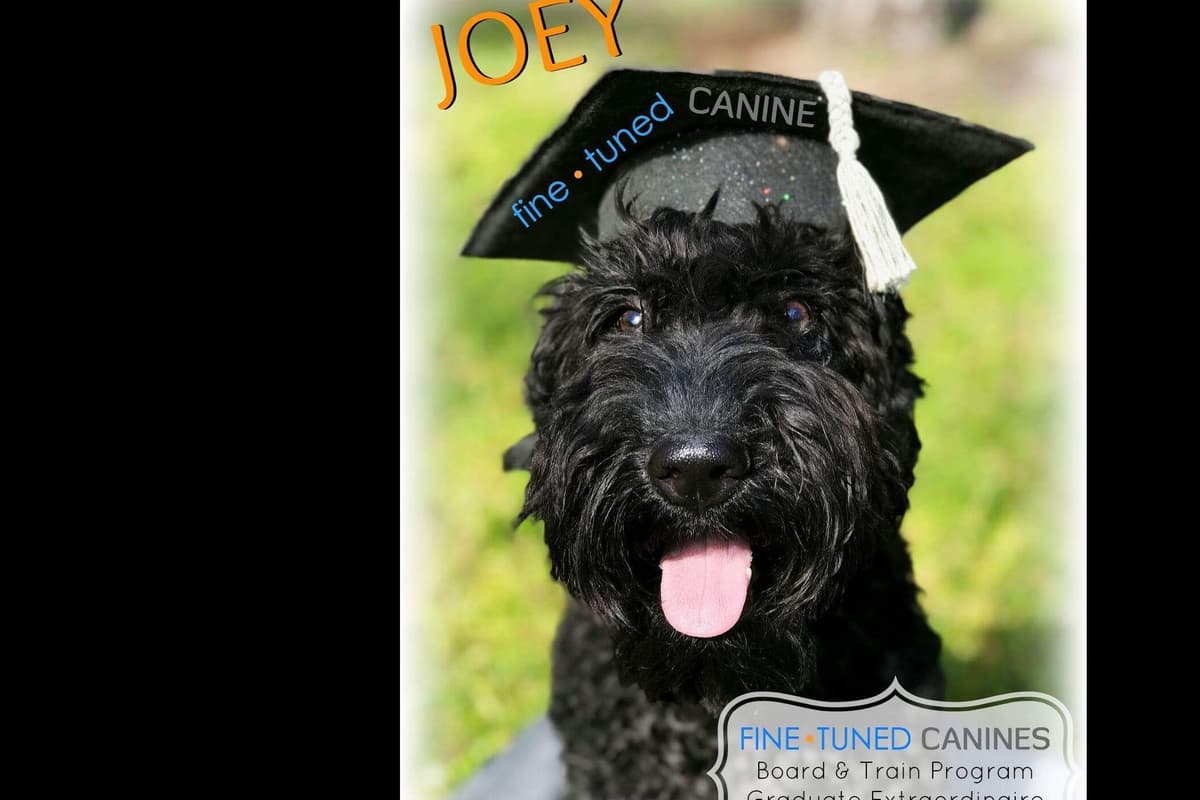 Kerry Blue Terrier Puppies breeder image 6