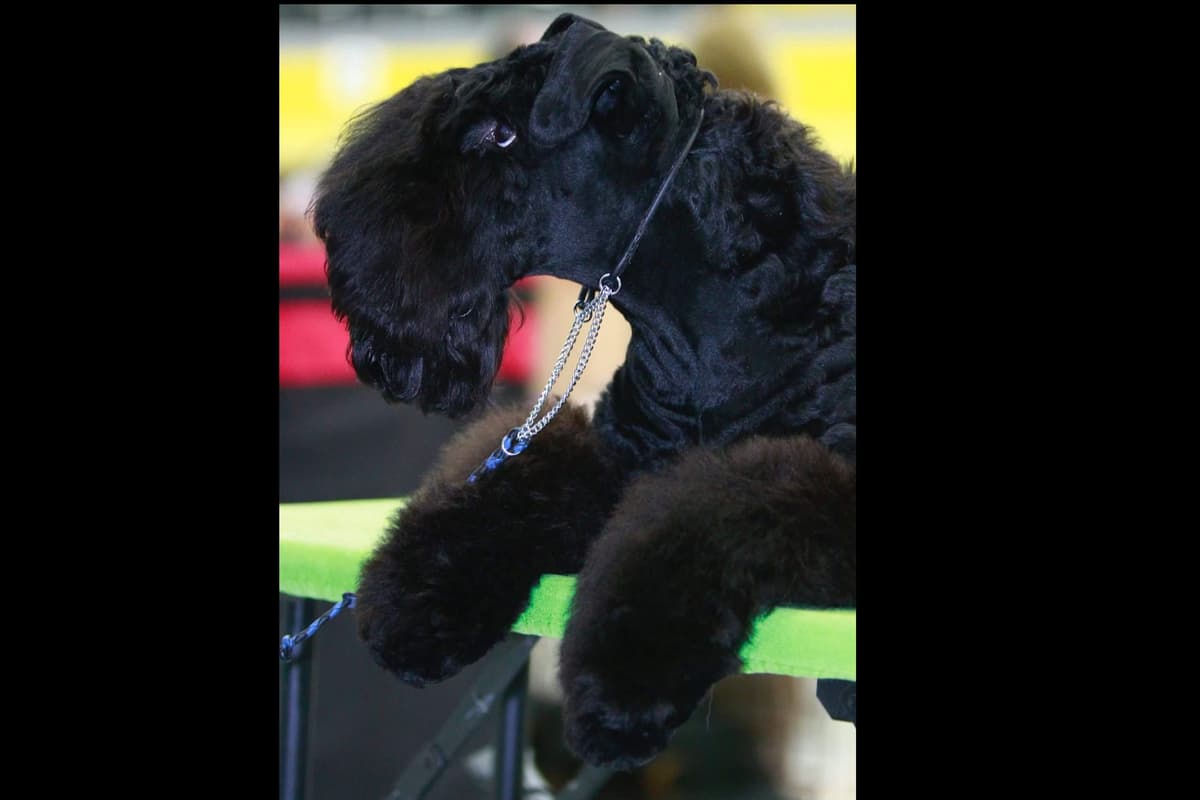 Kerry Blue Terrier Puppies breeder image 5