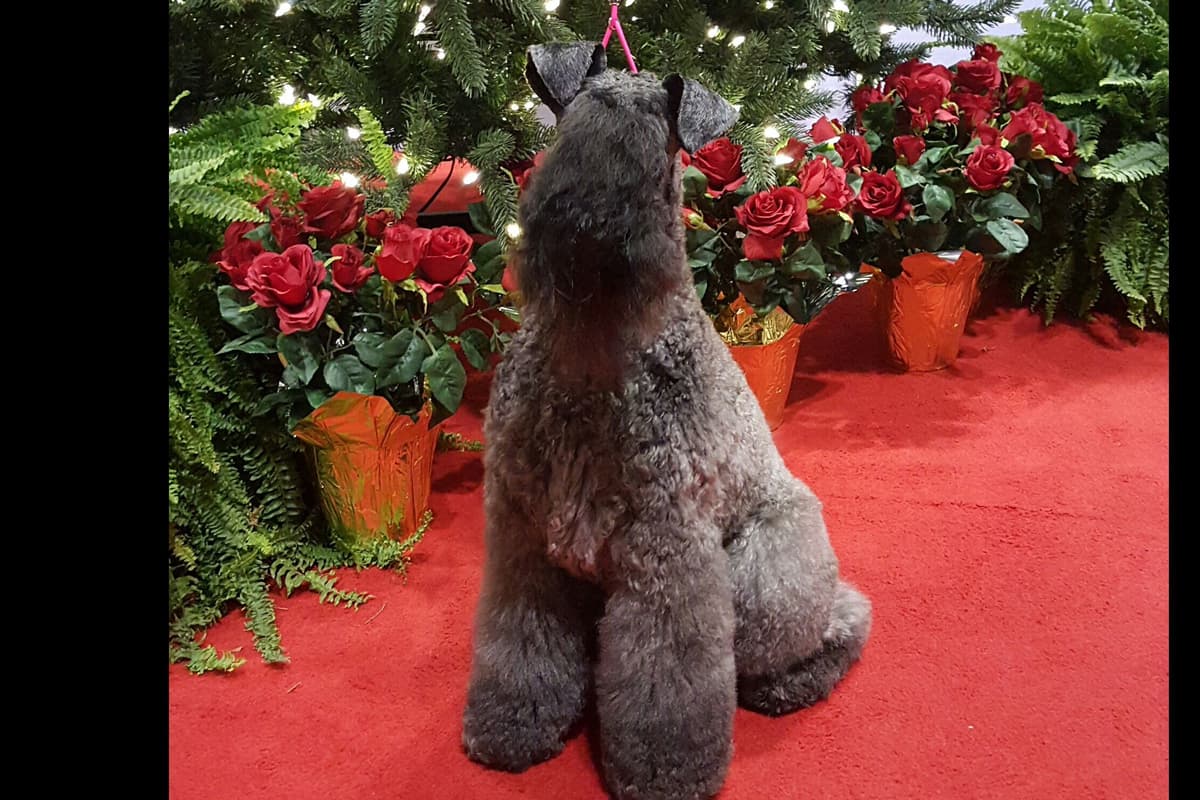Kerry Blue Terrier Puppies breeder image 4