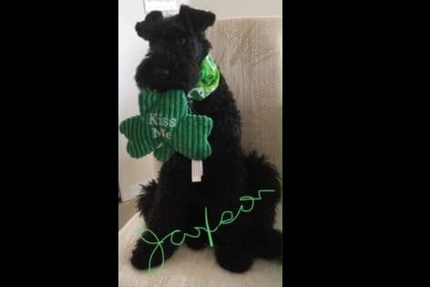 Kerry Blue Terrier Puppies breeder image 3