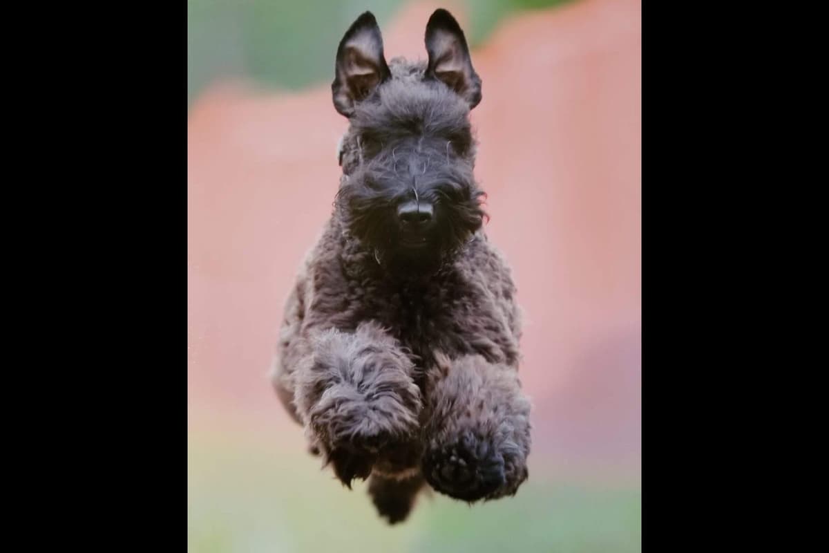 Kerry Blue Terrier Puppies breeder image 11