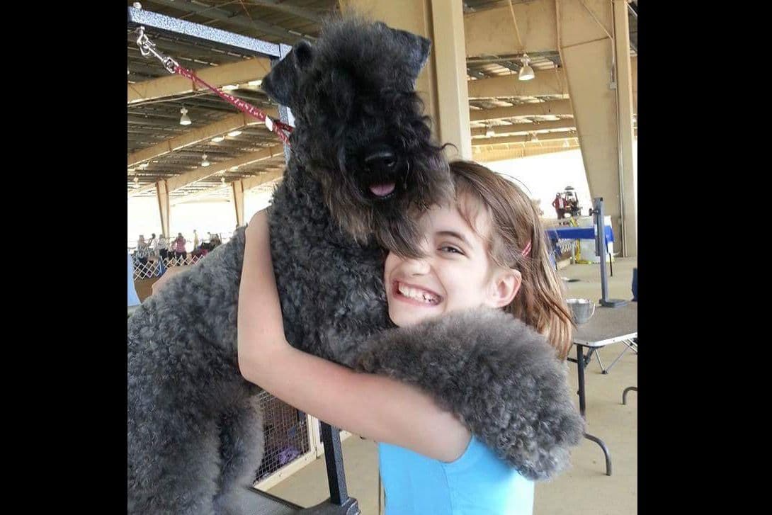Kerry Blue Terrier Puppies breeder image 12