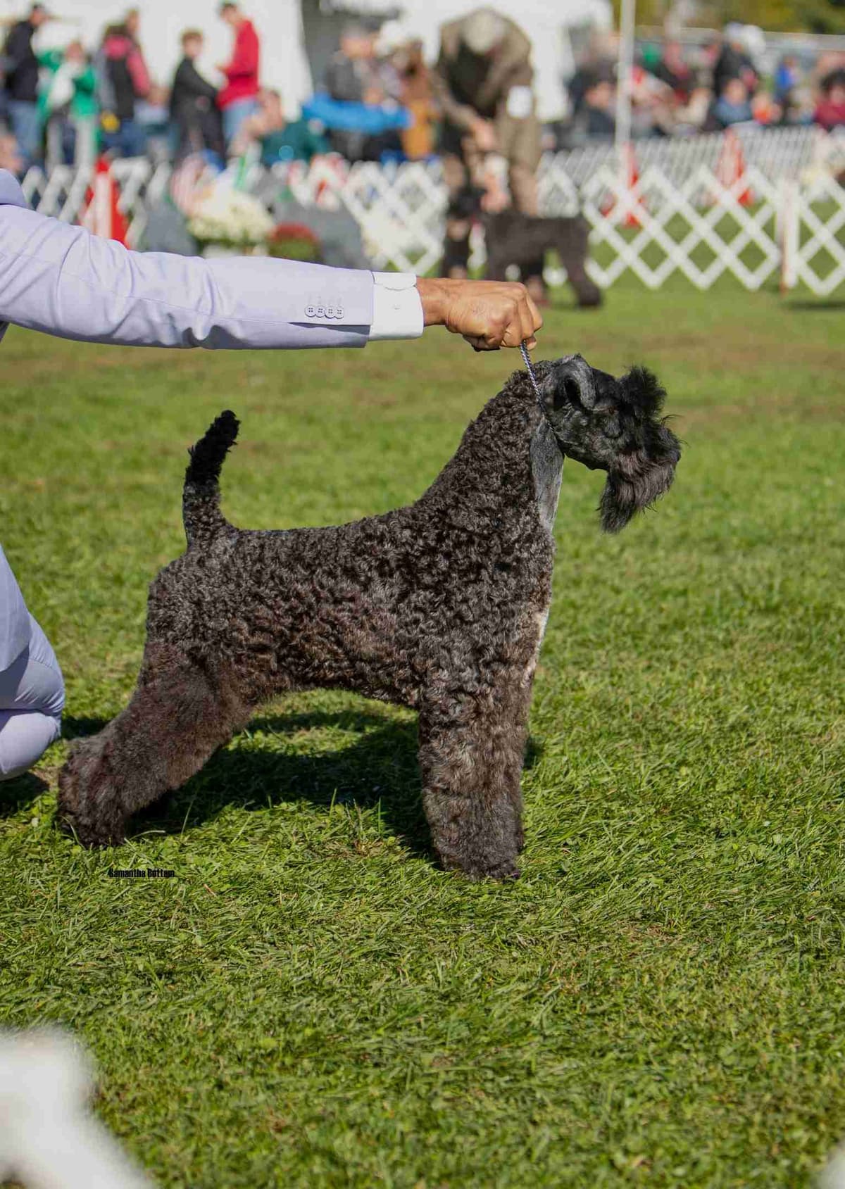 Kerry Blue Terrier Puppies breeder image 13
