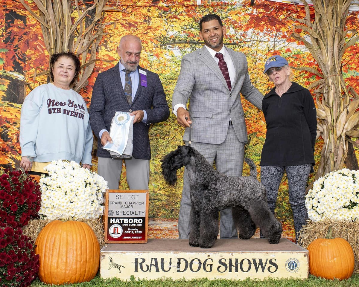Kerry Blue Terrier Puppies breeder image 14