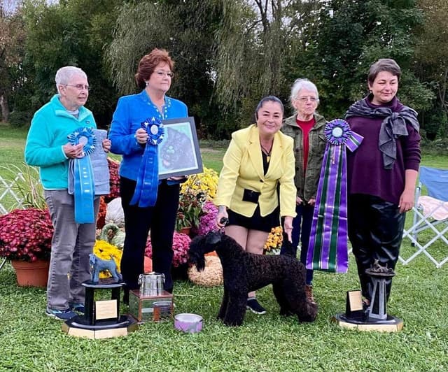Kerry Blue Terrier Puppies media 2
