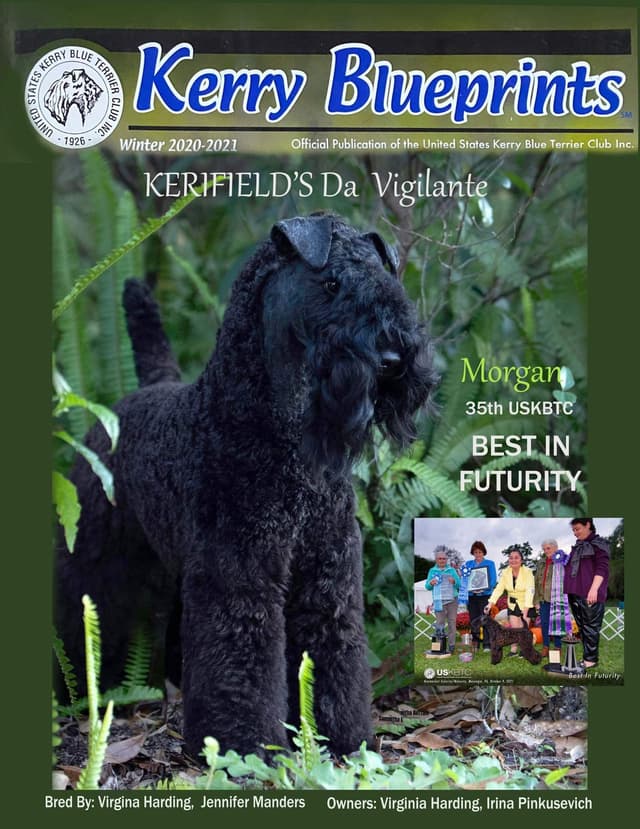 Kerry Blue Terrier Puppies media 3