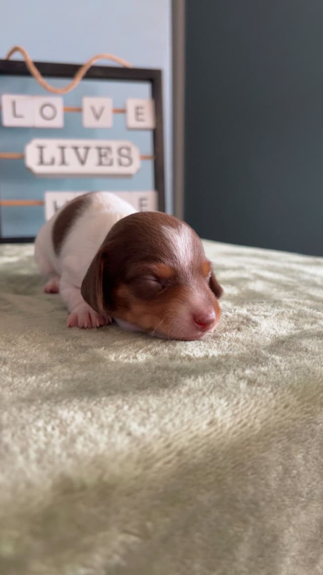Dachshund Puppies media 2