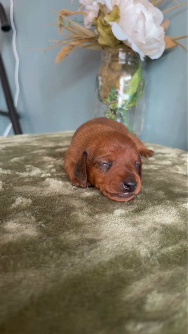 Dachshund Puppies media 3