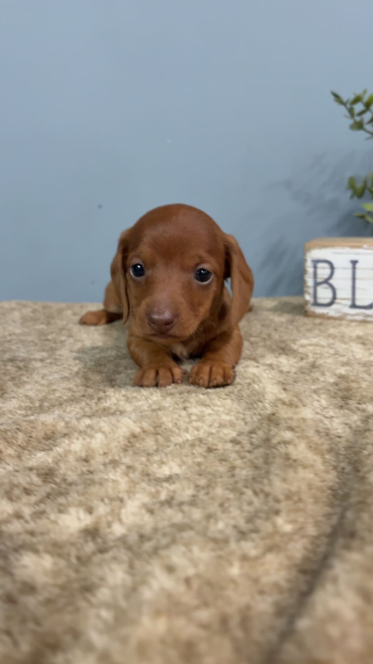 Dachshund Puppies breeder image 1