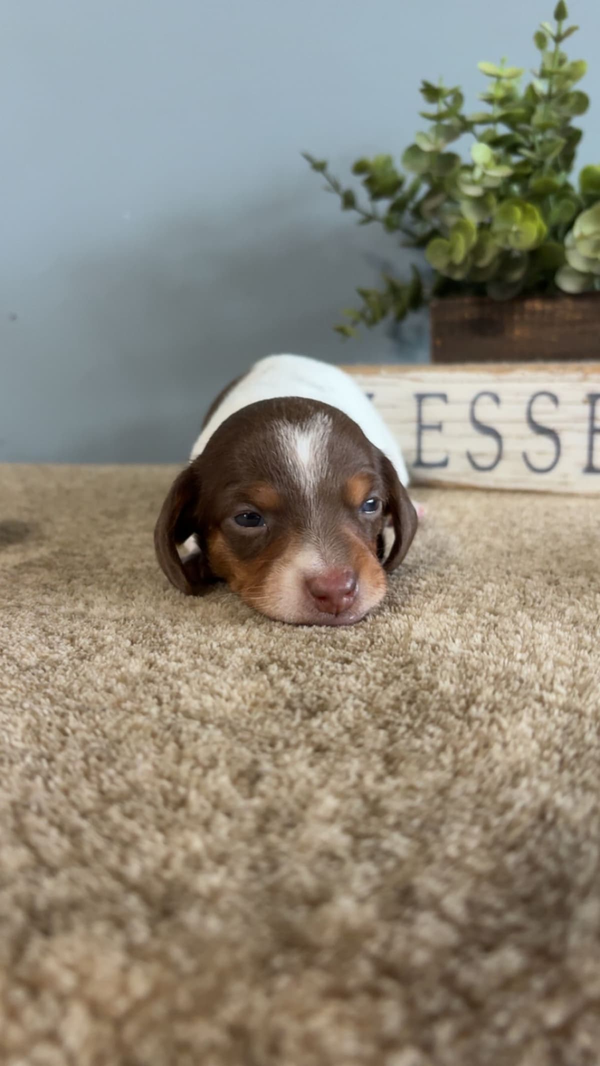 Dachshund Puppies breeder image 3