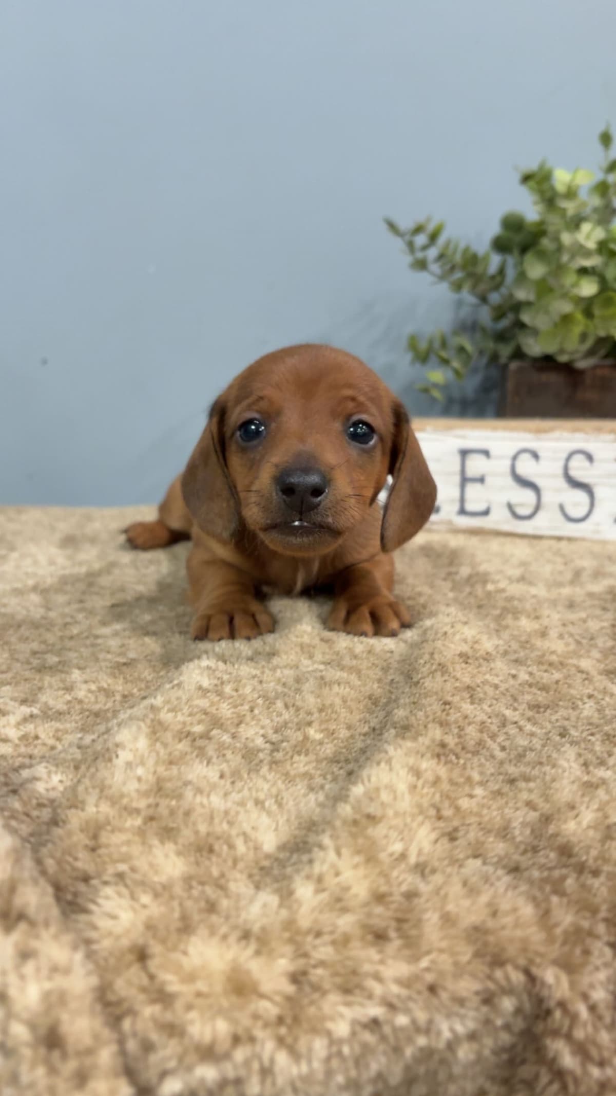 Dachshund Puppies breeder image 5