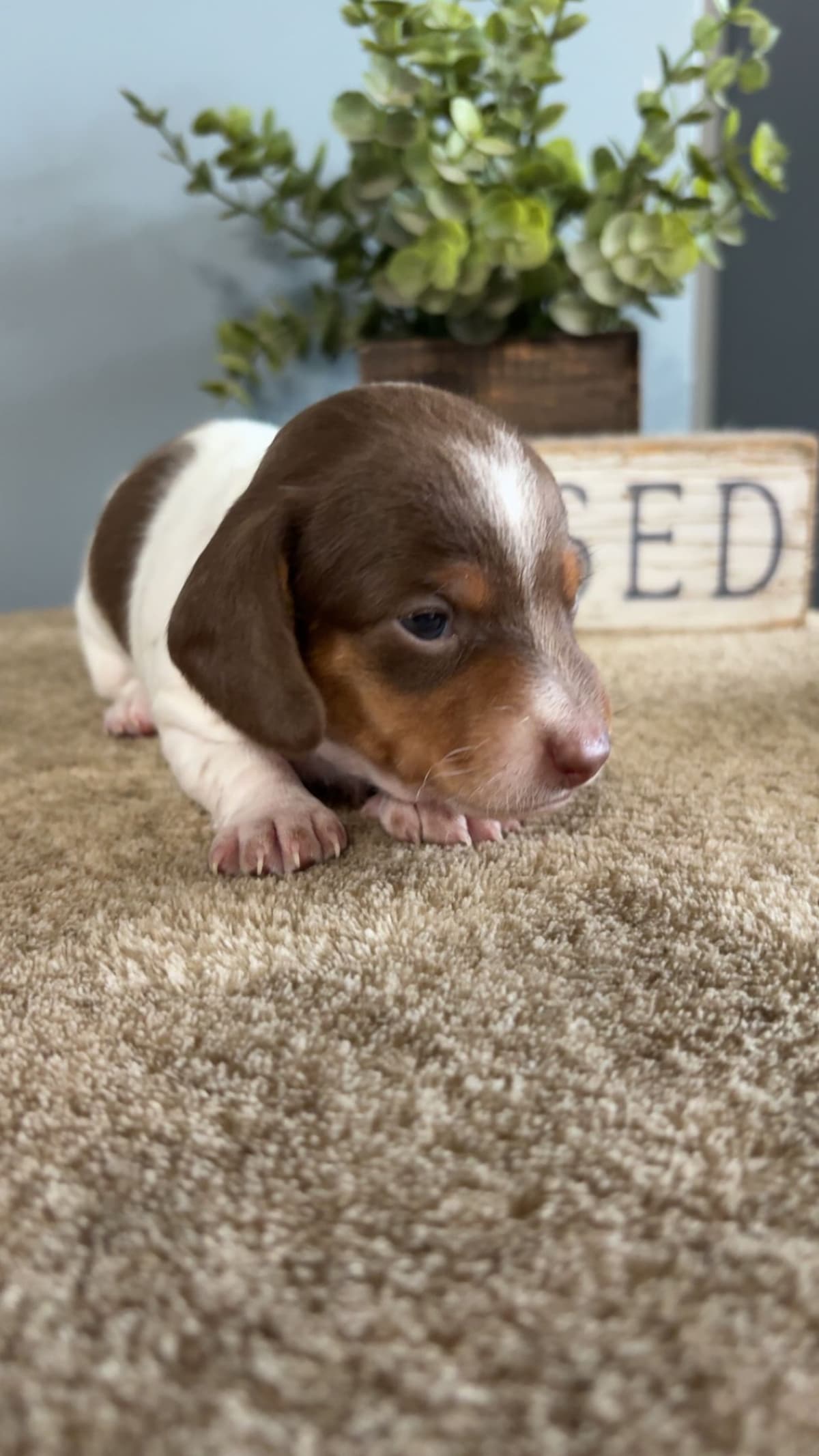 Dachshund Puppies breeder image 7