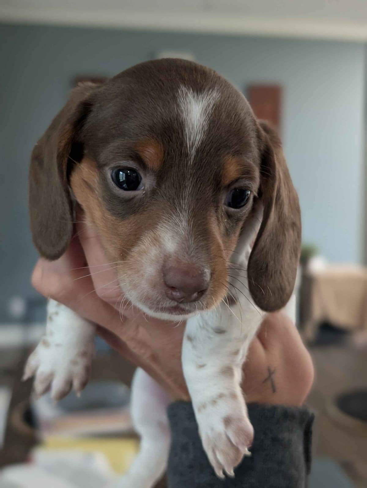 Dachshund Puppies breeder image 8