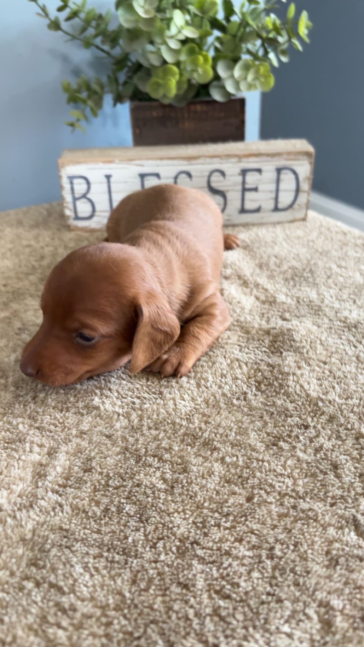 Dachshund Puppies breeder image 10