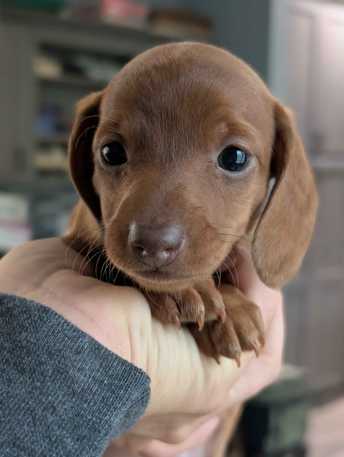 Dachshund Puppies breeder image 11