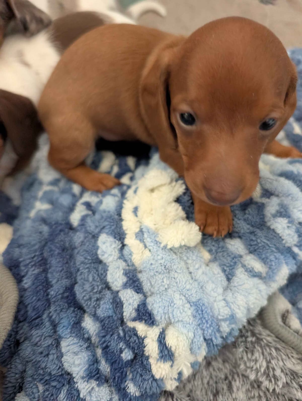 Dachshund Puppies breeder image 12