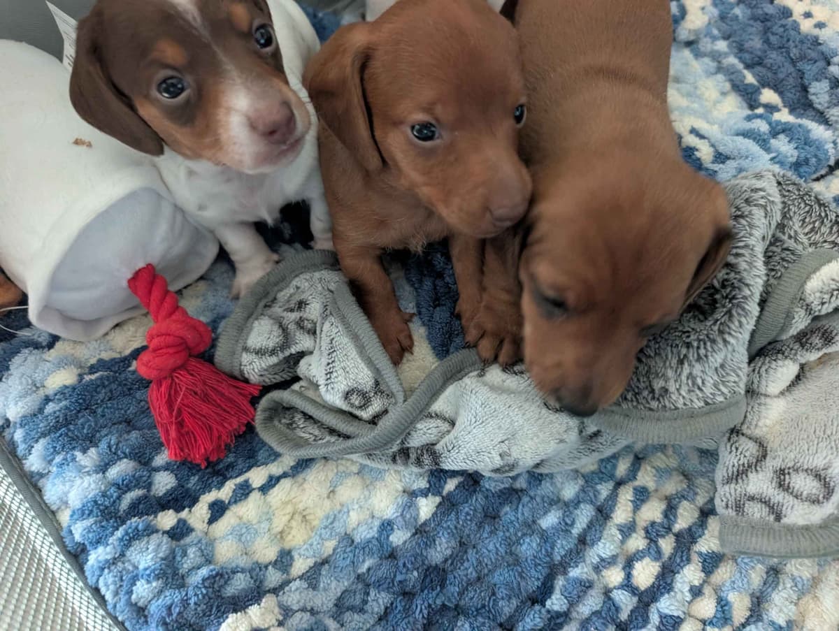 Dachshund Puppies breeder image 13