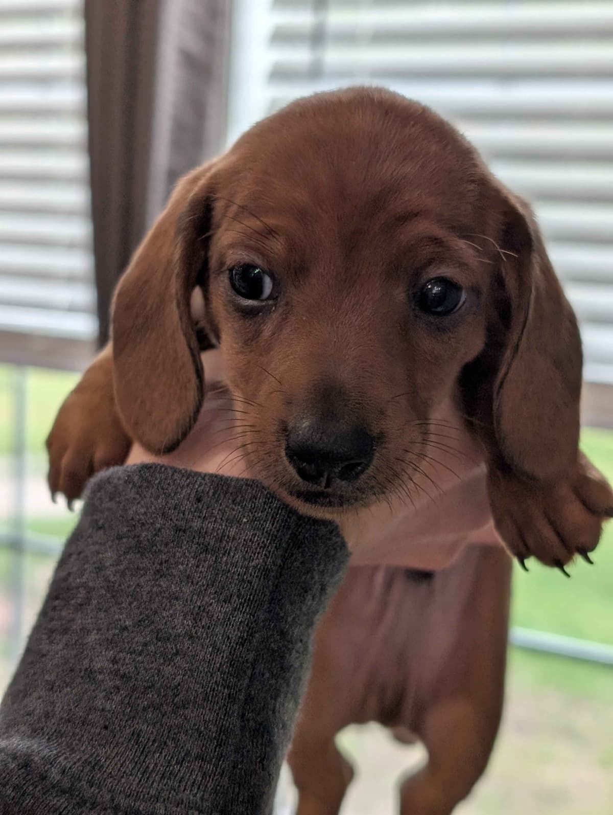 Dachshund Puppies breeder image 14