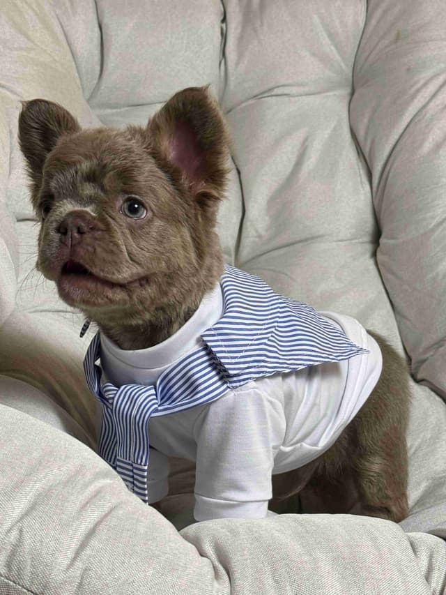 Alicia & Angel & Teddy Bear Fluffy carriers French Bulldogs media 4