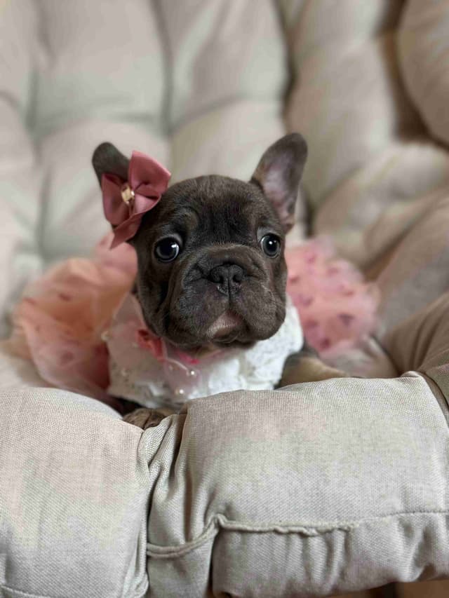 Alicia & Angel & Teddy Bear Fluffy carriers French Bulldogs media 5