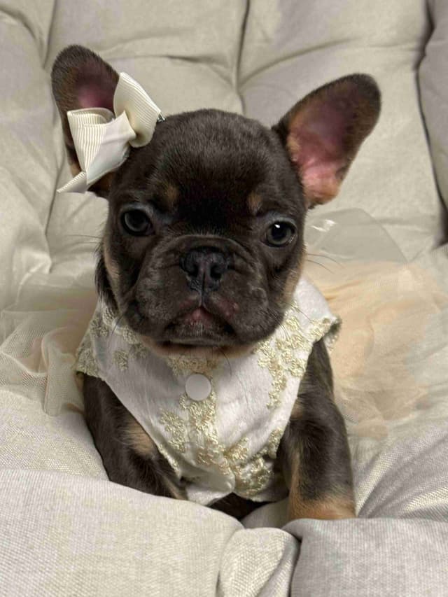 Alicia & Angel & Teddy Bear Fluffy carriers French Bulldogs media 8