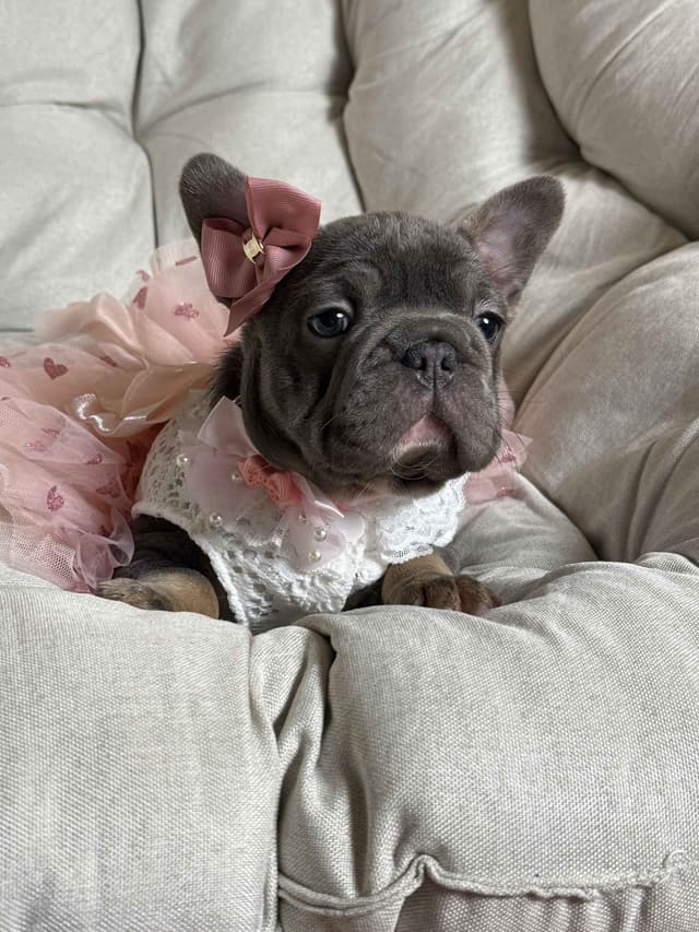 Alicia & Angel & Teddy Bear Fluffy carriers French Bulldogs media 10