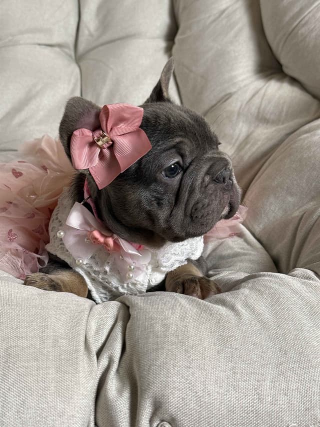 Alicia & Angel & Teddy Bear Fluffy carriers French Bulldogs media 11